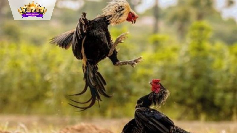VB777 |Chợ Tốt Gà Đá: Nơi Giao Thương Sắc Sảo, Uy Tín 2025 7 cho-tot-ga-da