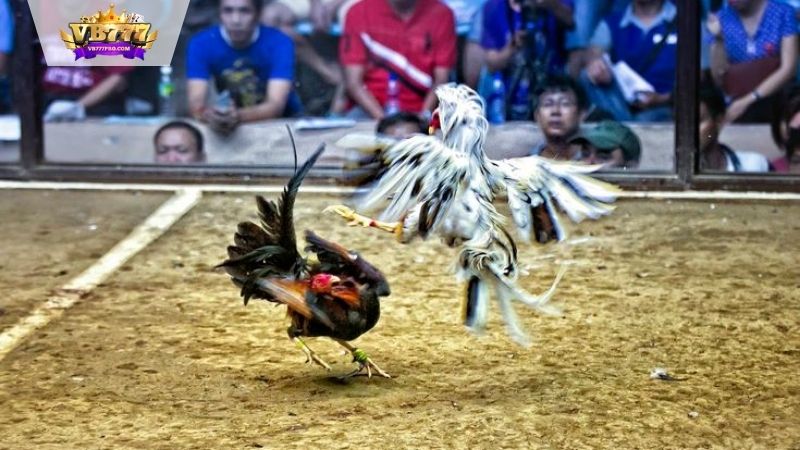 VB777 | Đá Gà Miền Nam - Văn Hóa Độc Đáo và Lịch Sử Thú Vị 4 da-ga-mien-nam-vb777