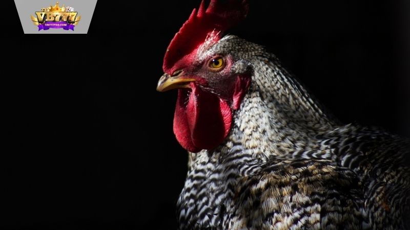 Đá Gà VB777 - Kèo Cược Kịch Tính Đến Giây Cuối Cùng 1 Đá Gà VB777 - Thiên Đường Trực Tuyến Cho Những Kê Thủ