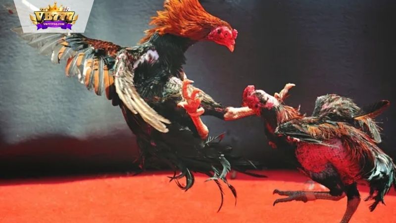 Đá Gà VB777 - Kèo Cược Kịch Tính Đến Giây Cuối Cùng 3 Hướng Dẫn Cách Tham Gia Đá Gà VB777