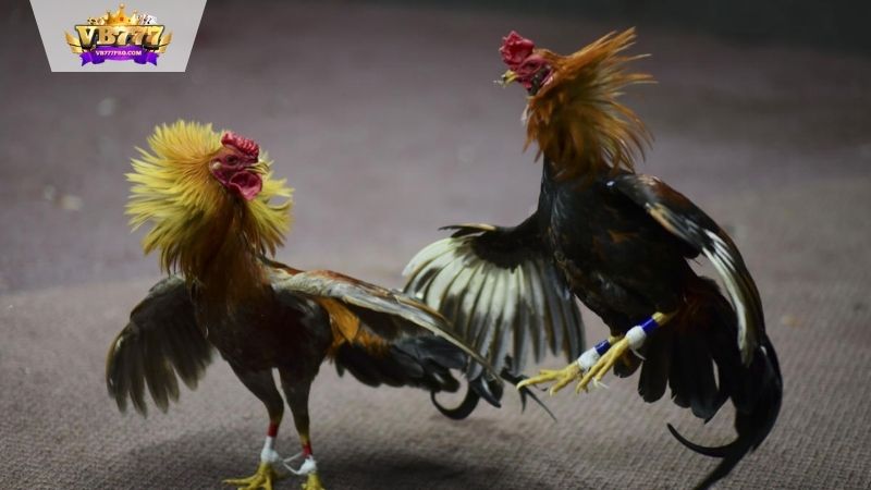 VB777 | Mẹo Đá Gà Thắng Lớn - 3 Chiến Lược Để Chiến Thắng 5 Hiểu Về Đá Gà và Các Yếu Tố Ảnh Hưởng Tới Kết Quả