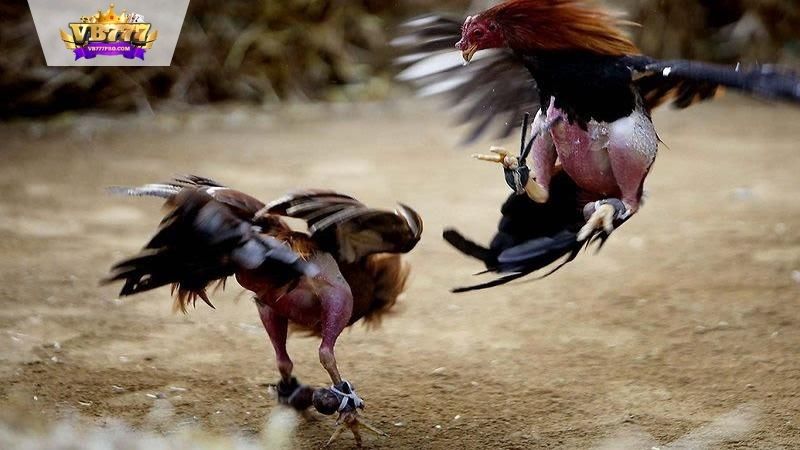 VB777 | Mẹo Đá Gà Thắng Lớn - 3 Chiến Lược Để Chiến Thắng 6 Chọn Giống Gà Đá Phù Hợp