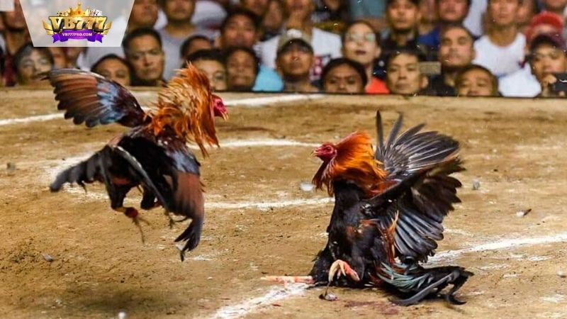 VB777 | Mẹo Đá Gà Thắng Lớn - 3 Chiến Lược Để Chiến Thắng 3 meo-da-ga-thang-lon