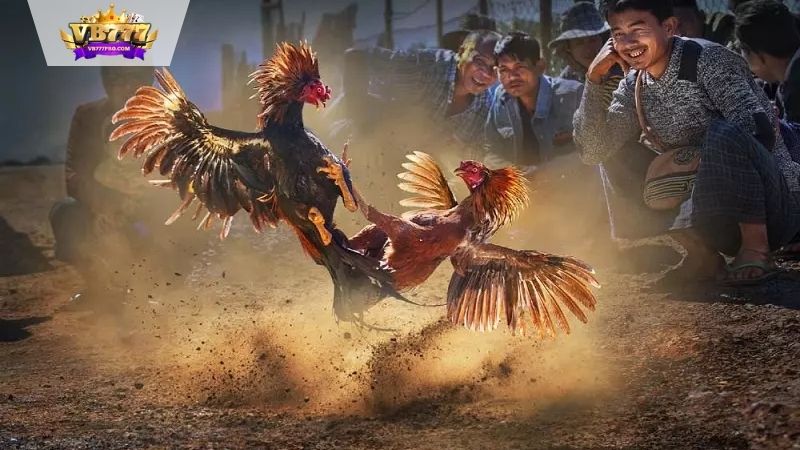 VB777 | Thuật Ngữ Đá Gà - Hiểu 4 Thuật Ngữ Để Bắt Kèo Ngay 9 thuat-ngu-da-ga