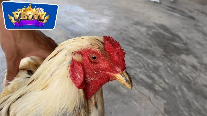Cách Trị Gà Đá Bị Sưng - Bí Quyết Giúp Phục Hồi Nhanh Chóng 4 cách trị gà đá bị sưng